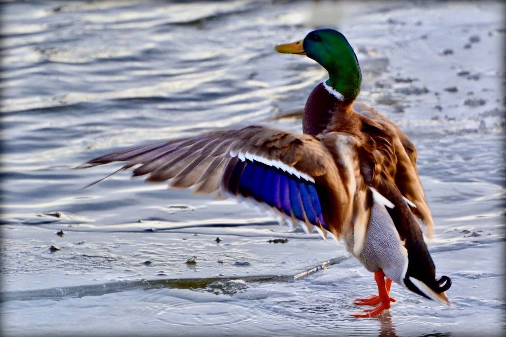 Bird - Duck - Mallard by blmiers2 is licensed under CC BY-NC-SA 2.0